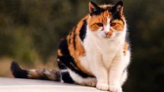 Los especialistas explican qué son los gatos calicó