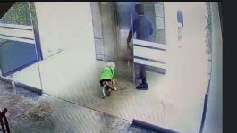 Foto que representa a Hospital Ángeles investiga caso de supuesto médico que maltrató a su perro en un video