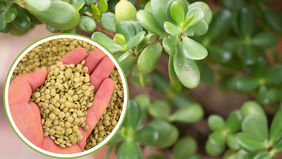 Coloca lentejas en tu árbol de jade para que estalle de flores este mes de febrero. Fuente: Canva