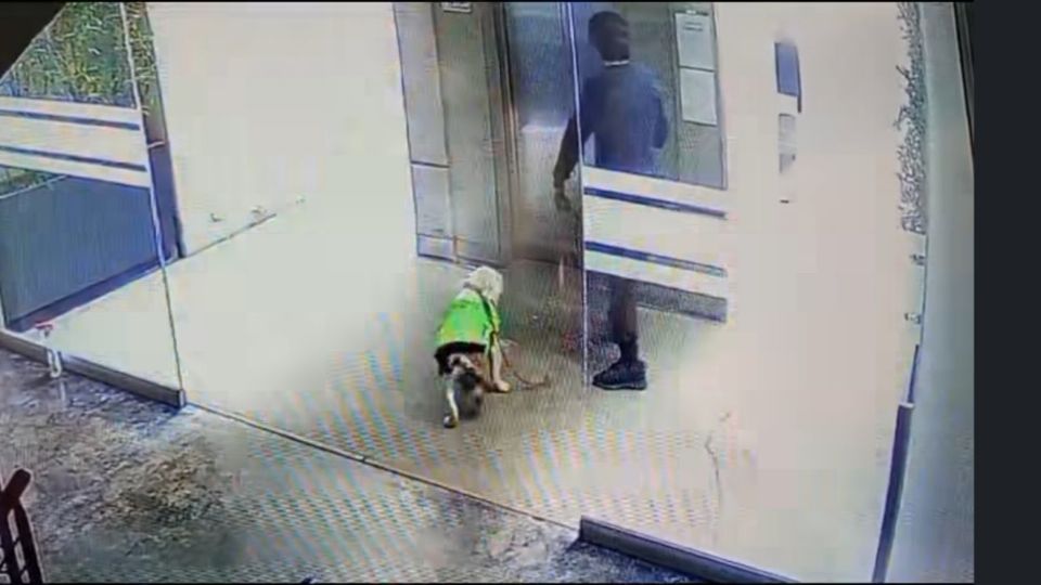 Imágenes de los videos del maltrato animal que fue tomado por cámaras de seguridad.