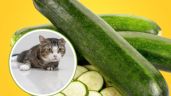 Foto ilustrativa de la nota titulada: Qué tan saludable es comer calabacín para los gatos