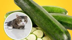 Qué tan saludable es comer calabacín para los gatos