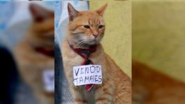 Foto que representa a Conoce a Toby, el gatito que vende tamales y roba corazones en Toluca | VIDEO