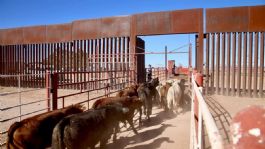 Foto que representa a Exportan de Sonora a Estados Unidos el primer grupo de ganado bovino