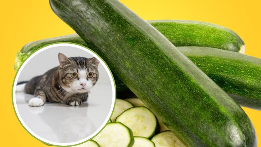 Qué tan saludable es comer calabacín para los gatos