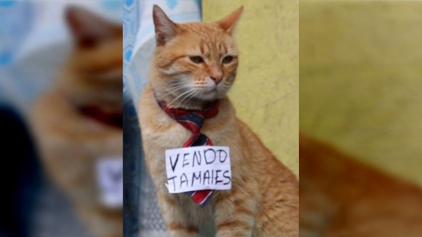 Conoce a Toby, el gatito que vende tamales y roba corazones en Toluca | VIDEO