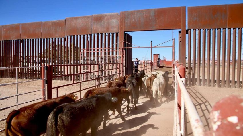 Exportan de Sonora a Estados Unidos el primer grupo de ganado bovino