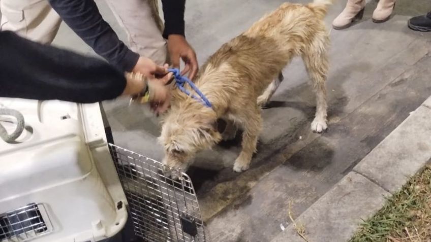 Brigada Animal rescata a dos perros abandonados en la alcaldía Cuauhtémoc