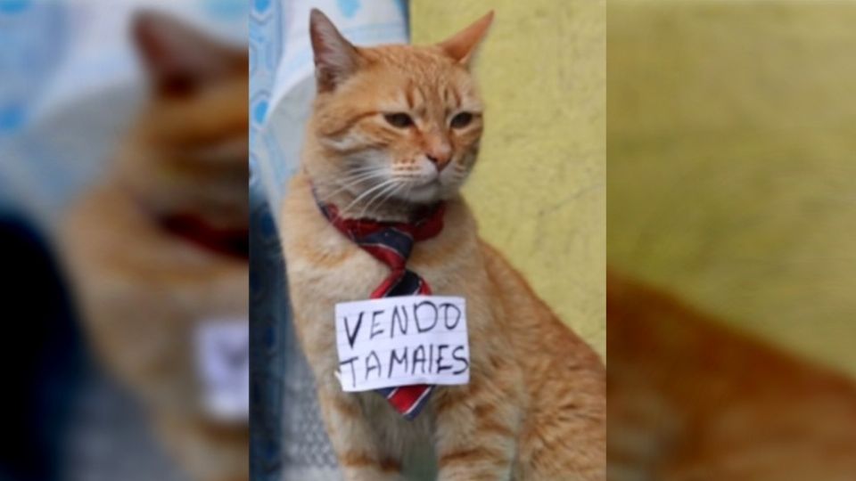 El gato Toby se ha convertido en toda una estrella en la venta de tamales en la ciudad de Toluca.
