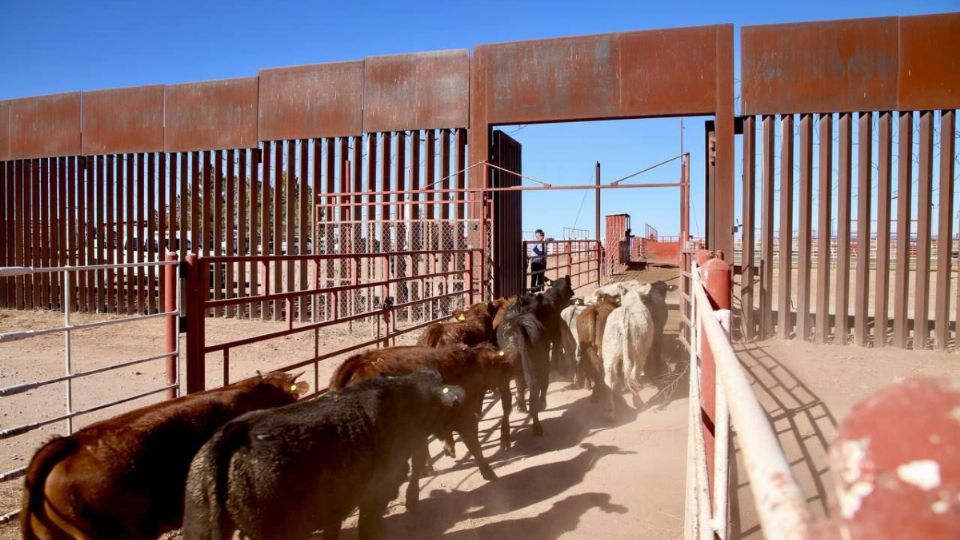 La reapertura de la frontera para la exportación de ganado es una excelente para los productores ganaderos