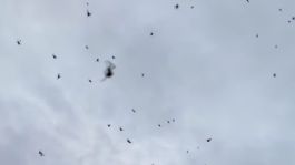 Foto que representa a ¿Lluvia de arañas? Captan en VIDEO telaraña gigantesca que impactó a Brasil