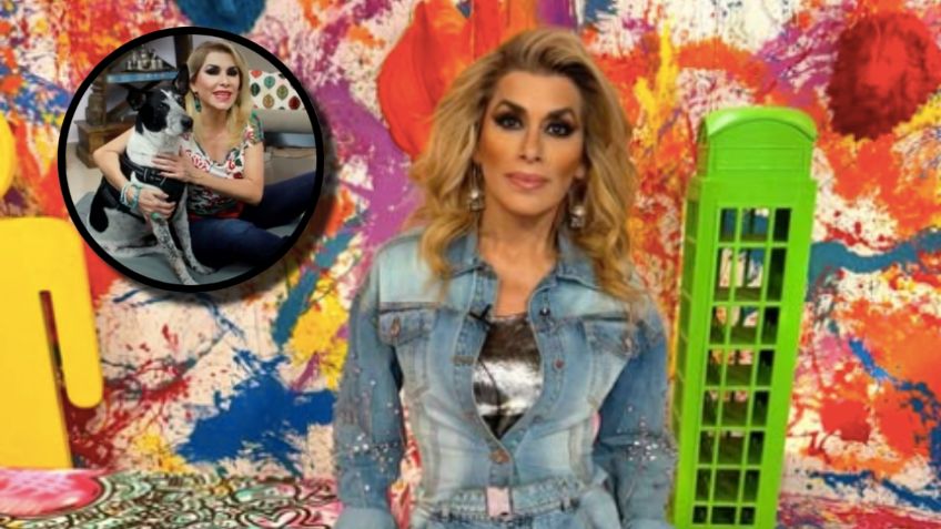 Pinto, el perrito que Dulce “La Cantante” rescató, conmueve a las redes sociales, Romina Mircoli asegura que la extraña