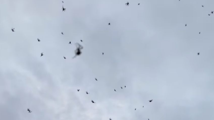 ¿Lluvia de arañas? Captan en VIDEO telaraña gigantesca que impactó a Brasil