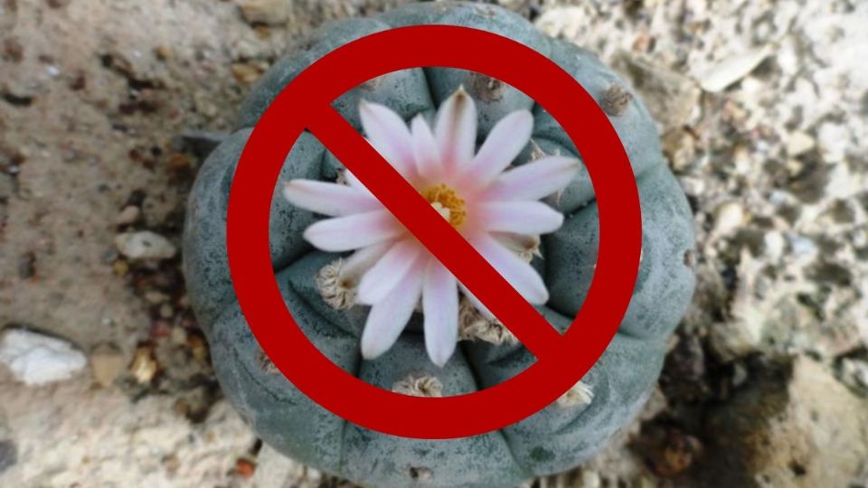 El peyote es una de las plantas endémicas que se encuentra en peligro de extinción.