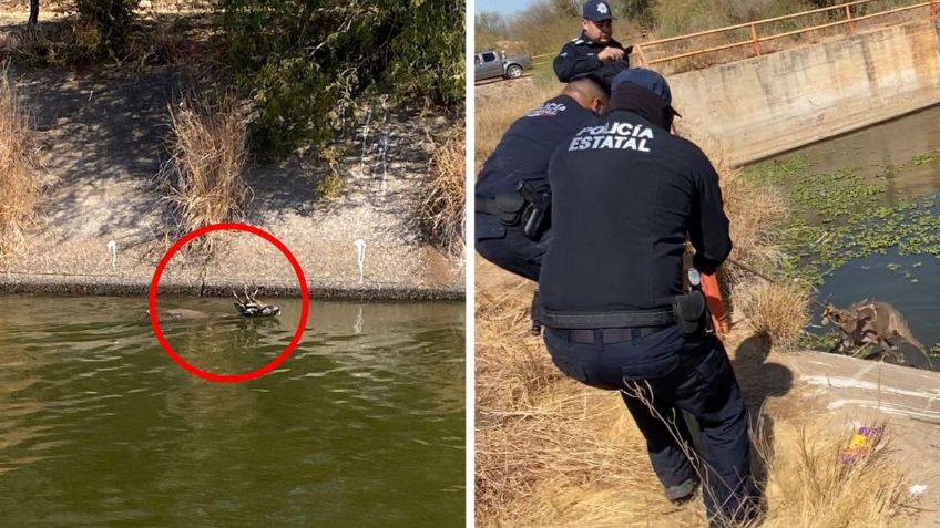 Rescatan a venado que cayó en canal de riego en Huatabampo, Sonora