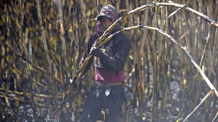 Inician en Jalisco reconversión de cultivos para apoyar a productores de agave