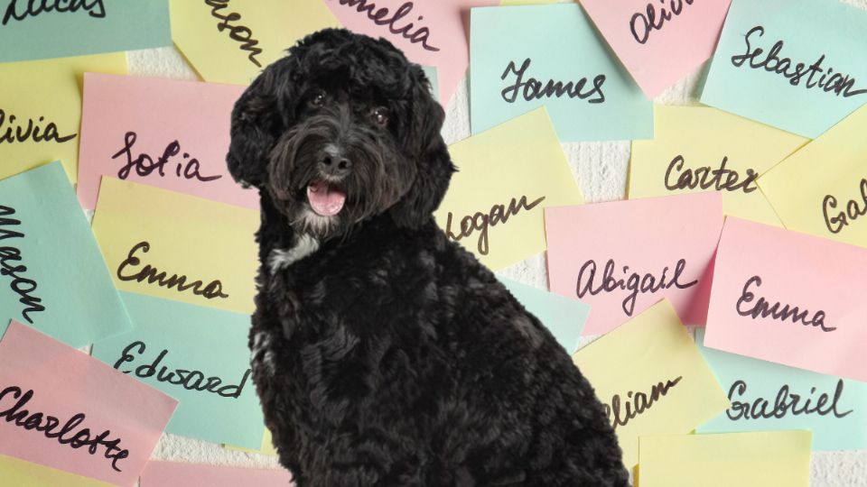 Estos son los 15 nombres más lindos para perritas negras. Fuente: Canva