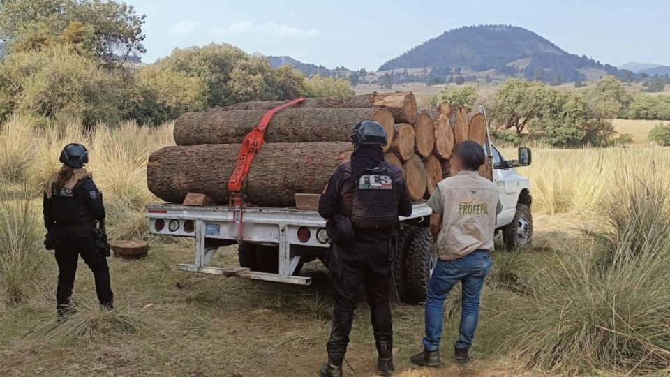 Las autoridades lograron un gran decomiso de madera talada ilegalmente.