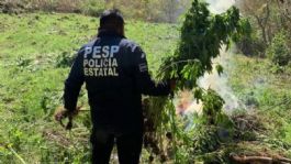 Foto que representa a Desmantelan invernadero de mariguana sintética en territorio de la etnia Seri