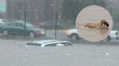 Perrita conmueve al ser captada rescatando a su cachorro tras las inundaciones en Tamaulipas | VIDEO