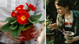 Foto que representa a Tres flores que son resistentes al sol e ideales para decorar el jardín esta primavera