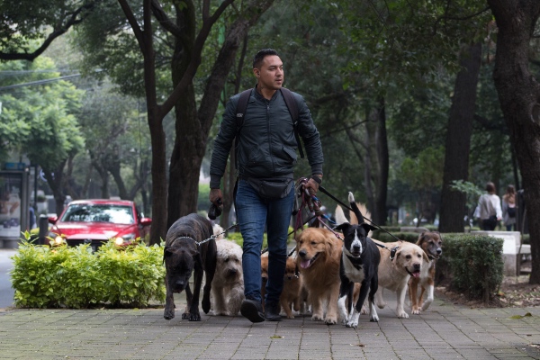 Calles de la colonia Polanco, en la Ciudad de México. FOTO: Cuartoscuro