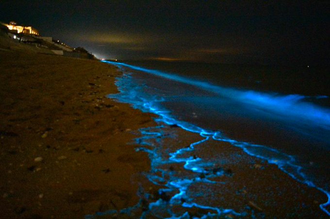 bioluminiscencia