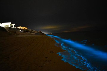 bioluminiscencia