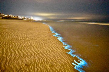 bioluminiscencia