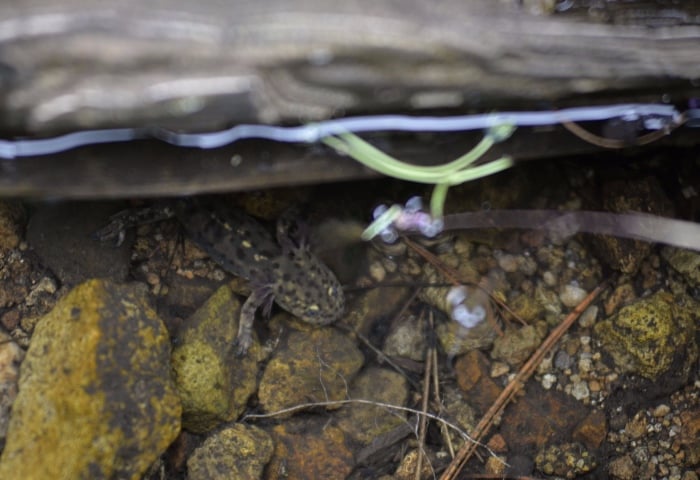 La contaminación afecta seriamente el hábitat del ajolote. FOTO: Cuartoscuro