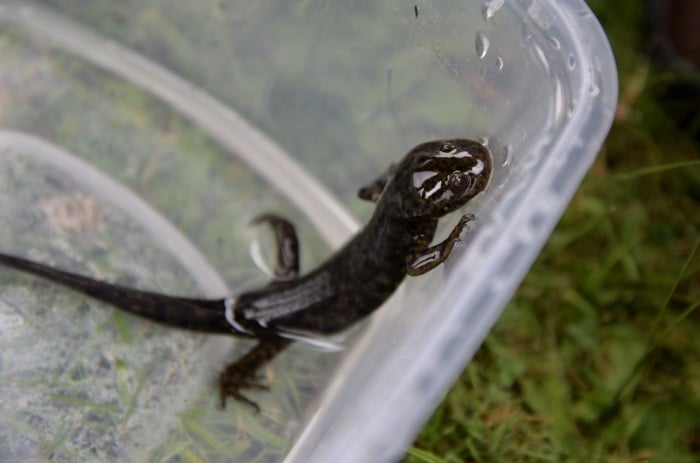 Esta especie alcanza la madurez sexual sin cambiar su forma larvaria. FOTO: Cuartoscuro