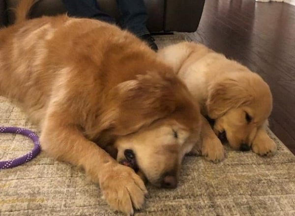 Los grandes amigos toman la siesta. FOTO: Especial 