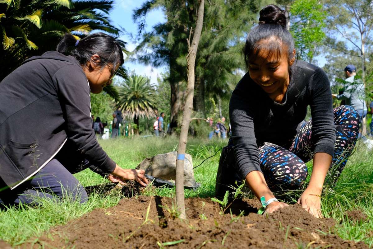 Reto Verde: Plantan 9.8 millones de árboles y plantas en CDMX | El Heraldo  de México