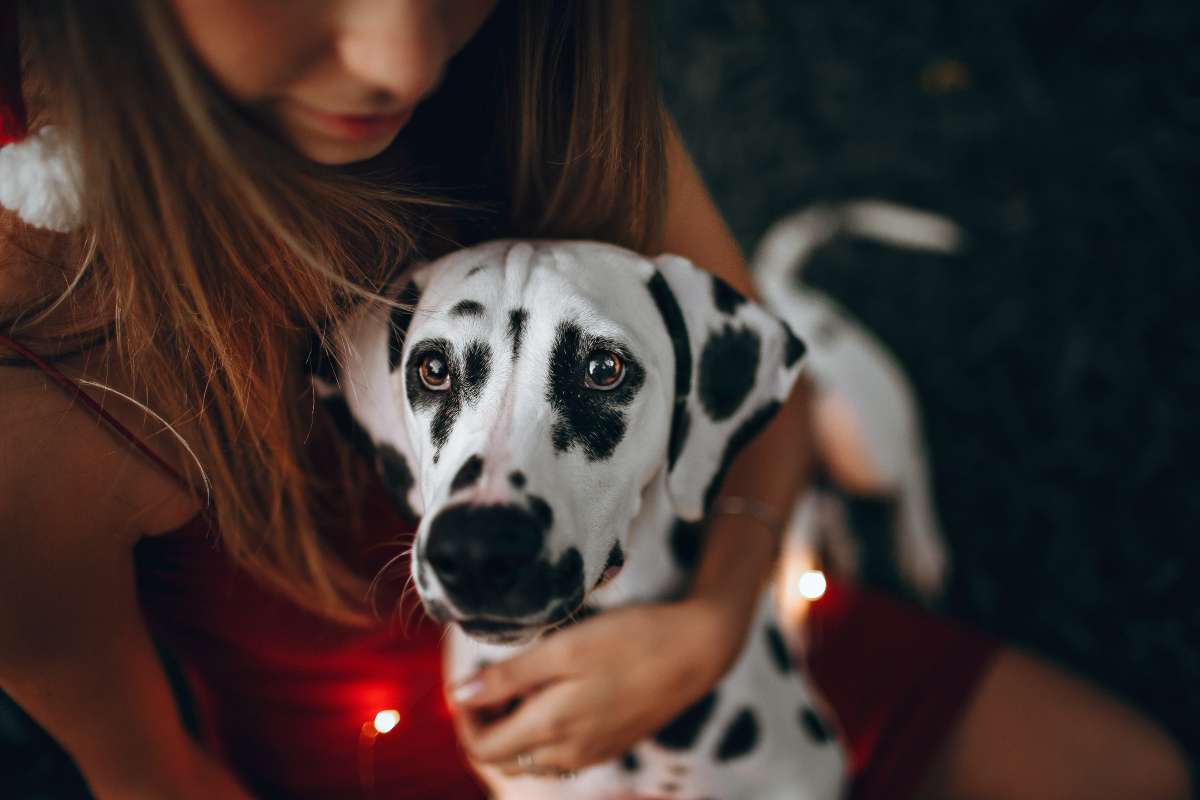 ¿sabes Cuántos Años VivirÁ Tu Perro Según La Raza Que Es El Heraldo