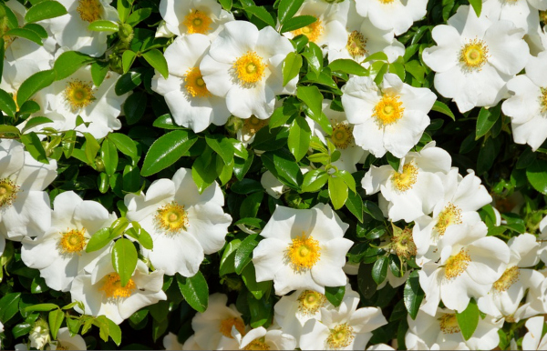 En China las gardenias son un símbolo de la gracia femenina. FOTO: Pixabay